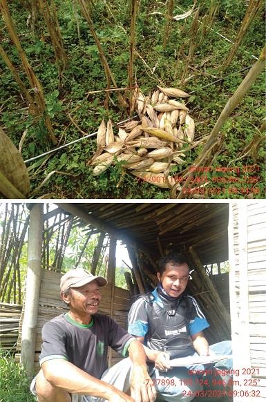 Measuring Maize Productivity Through a Survei Ubinan Jagung in Kabupaten Banjarnegara