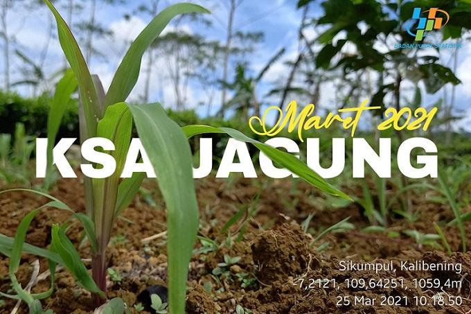 Pelaksanaan KSA Jagung Maret 2021