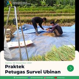 Praktik Petugas Survei Ubinan 02 Desember 2021