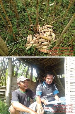 Mengukur Produktivitas Jagung Melalui Survei Ubinan Jagung di Kabupaten Banjarnegara