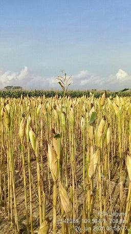 KSA Jagung Bulan Juni 2020